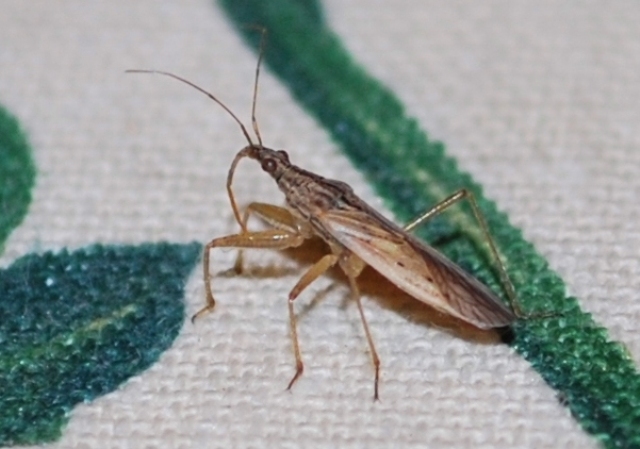 Nabidae: Nabis sp. di Bologna